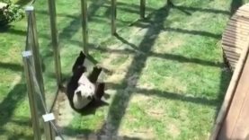 akai-using-ulti-s3-mobile-legends thumbnail