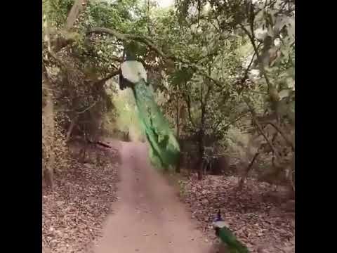 Pharsa’s majestic escape IRL