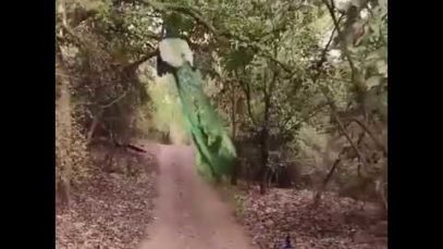 Pharsa’s majestic escape IRL