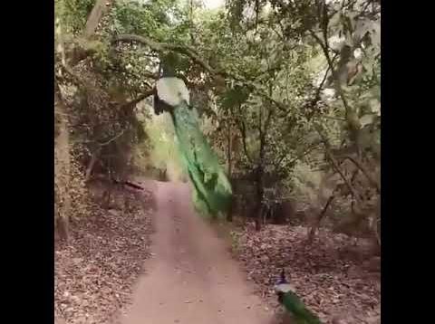 Pharsa’s majestic escape IRL